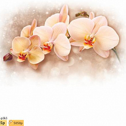 6160М-3-3 Мультипанно Орхидея бежевая