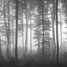 Фотообои Туманный лес 0201